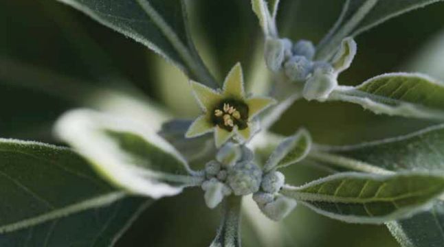 Ashwagandha in možgani